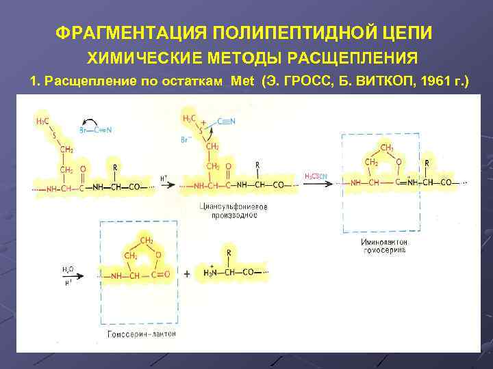 ФРАГМЕНТАЦИЯ ПОЛИПЕПТИДНОЙ ЦЕПИ ХИМИЧЕСКИЕ МЕТОДЫ РАСЩЕПЛЕНИЯ 1. Расщепление по остаткам Met (Э. ГРОСС, Б.