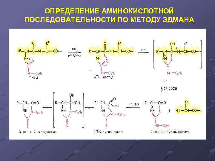 Определите первичную структуру