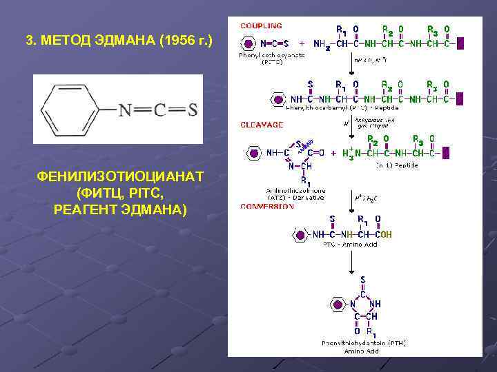 3. МЕТОД ЭДМАНА (1956 г. ) ФЕНИЛИЗОТИОЦИАНАТ (ФИТЦ, PITC, РЕАГЕНТ ЭДМАНА) 