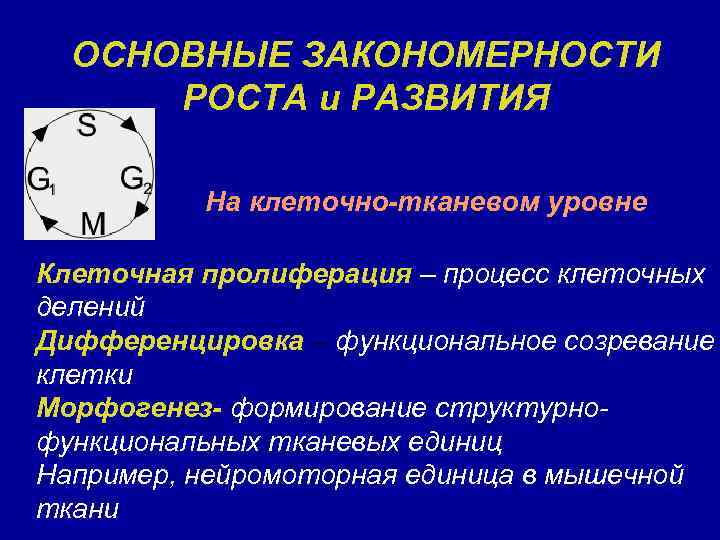 ОСНОВНЫЕ ЗАКОНОМЕРНОСТИ РОСТА и РАЗВИТИЯ На клеточно-тканевом уровне Клеточная пролиферация – процесс клеточных делений