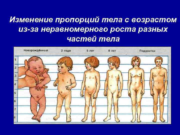 Изменение пропорций тела с возрастом из-за неравномерного роста разных частей тела 