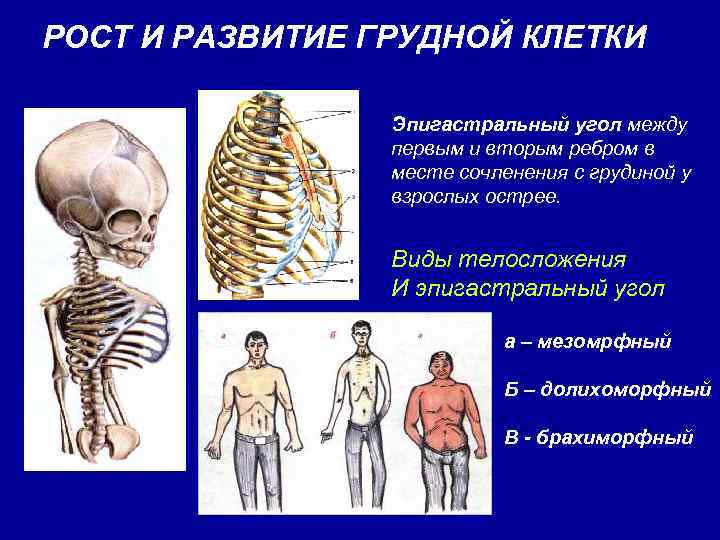 Эпигастральная область где находится фото