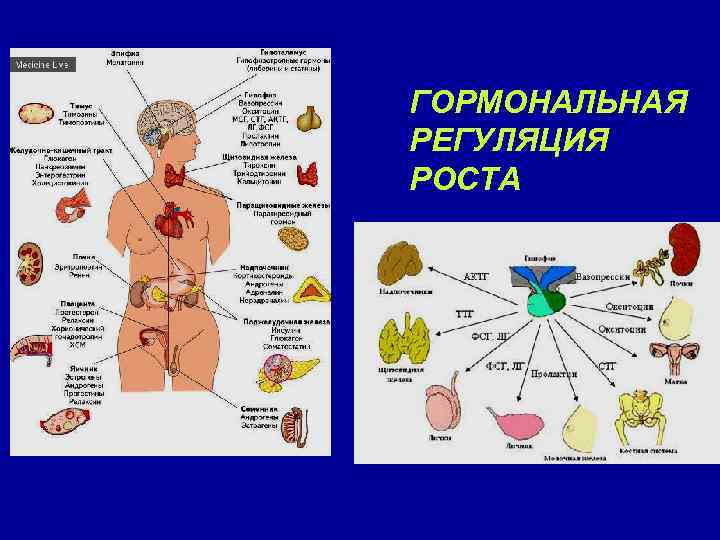 ГОРМОНАЛЬНАЯ РЕГУЛЯЦИЯ РОСТА 