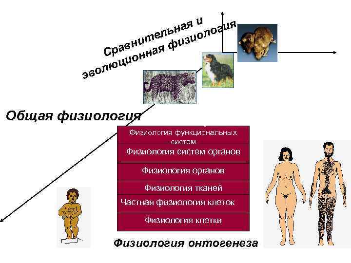 ая и огия льн иол ите физ н рав нная С цио ю вол