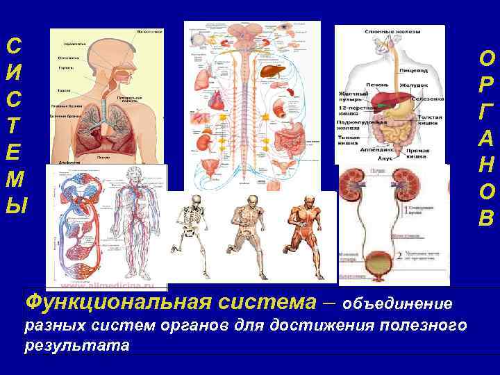 С И С Т Е М Ы Функциональная система – объединение разных систем органов