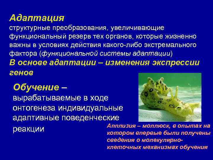 Адаптация структурные преобразования, увеличивающие функциональный резерв тех органов, которые жизненно важны в условиях действия