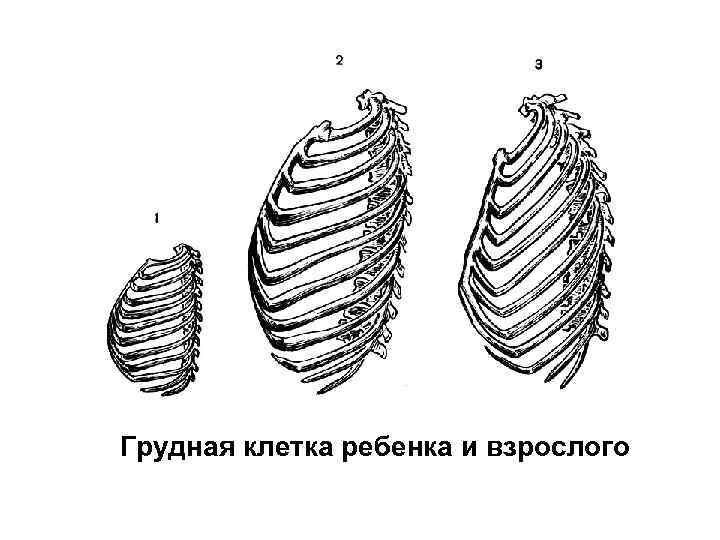 Грудная клетка ребенка и взрослого 