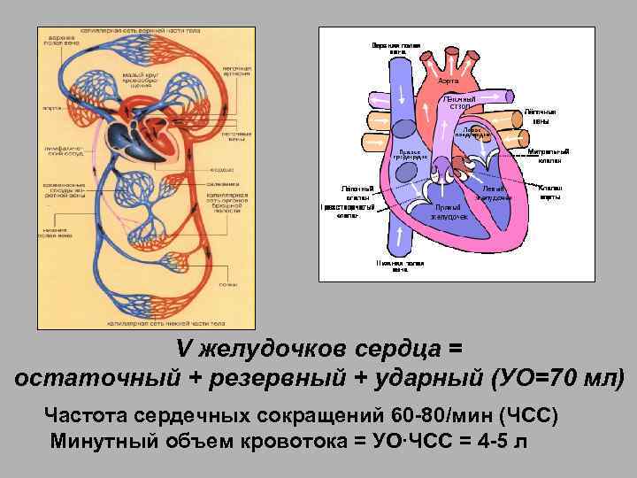 V желудочков сердца = остаточный + резервный + ударный (УО=70 мл) Частота сердечных сокращений