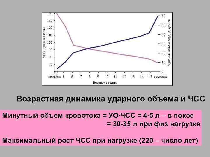 Возрастная динамика ударного объема и ЧСС Минутный объем кровотока = УО∙ЧСС = 4 -5