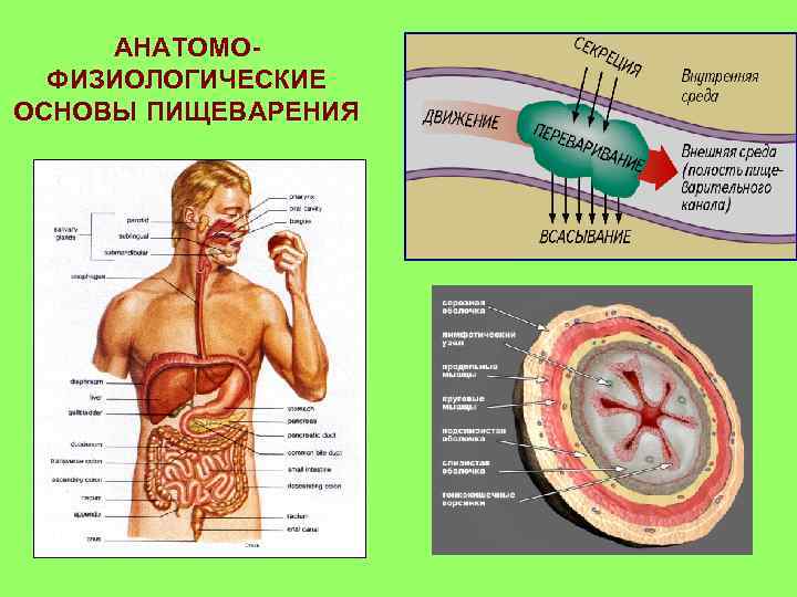 АНАТОМОФИЗИОЛОГИЧЕСКИЕ ОСНОВЫ ПИЩЕВАРЕНИЯ 