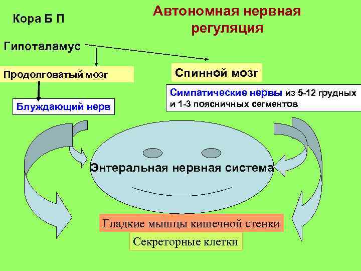 Автономная нервная регуляция Кора Б П Гипоталамус Продолговатый мозг Спинной мозг Симпатические нервы из