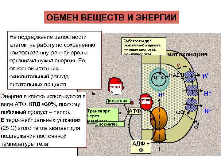 ОБМЕН ВЕЩЕСТВ И ЭНЕРГИИ На поддержание целостности ц клеток, на работу по сохранению и