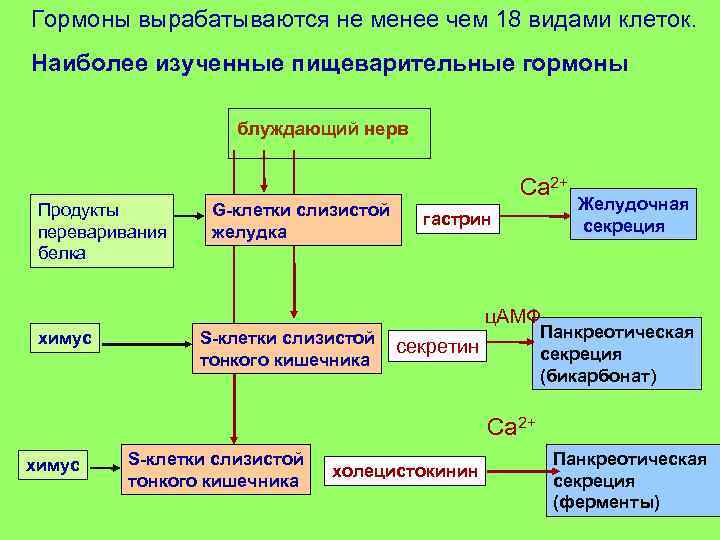 Гормоны вырабатываются не менее чем 18 видами клеток. Наиболее изученные пищеварительные гормоны блуждающий нерв