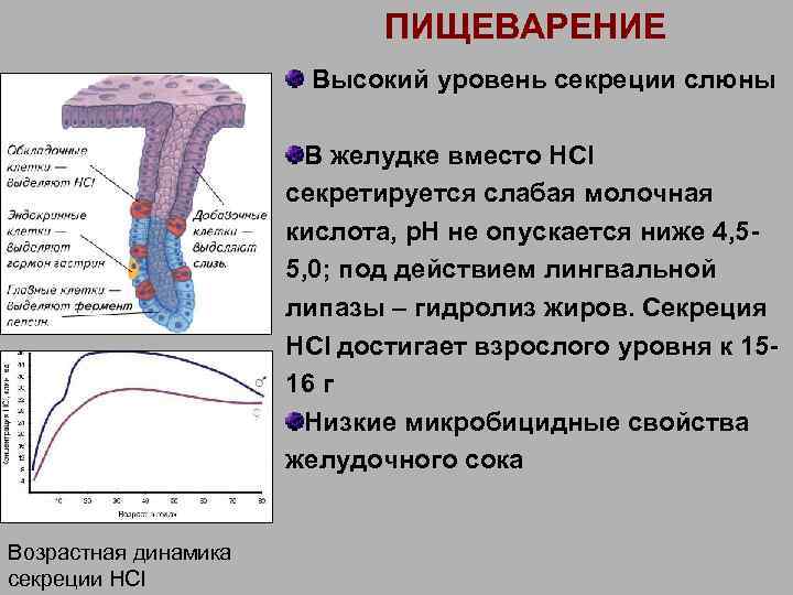 ПИЩЕВАРЕНИЕ Высокий уровень секреции слюны В желудке вместо НCl секретируется слабая молочная кислота, р.