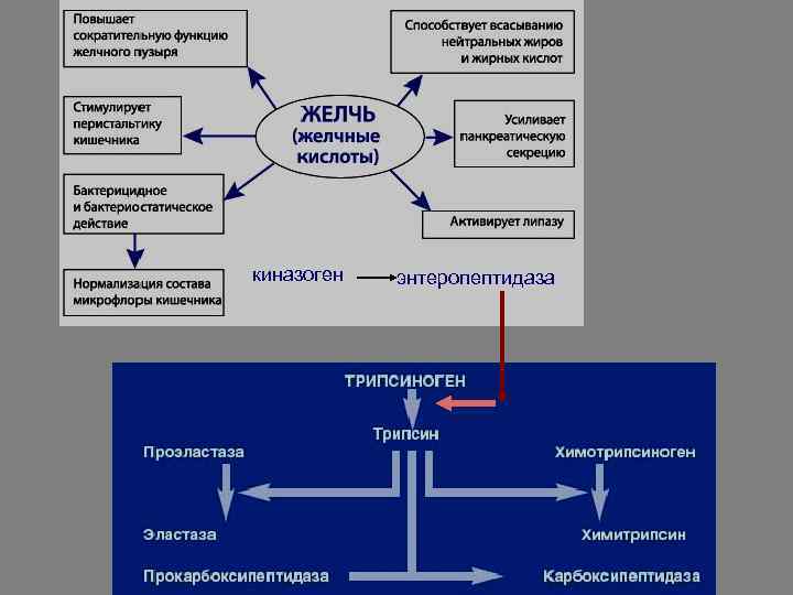 киназоген энтеропептидаза 