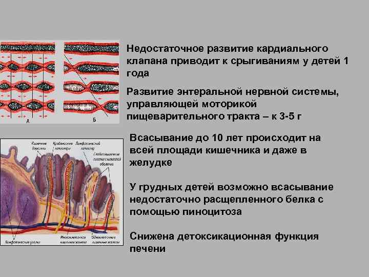 Недостаточное развитие кардиального клапана приводит к срыгиваниям у детей 1 года Развитие энтеральной нервной