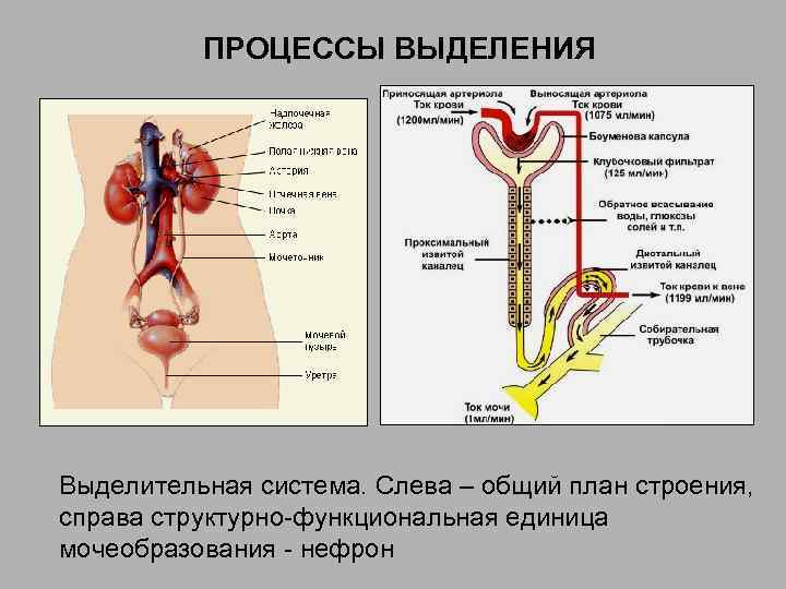 ПРОЦЕССЫ ВЫДЕЛЕНИЯ Выделительная система. Слева – общий план строения, справа структурно-функциональная единица мочеобразования -