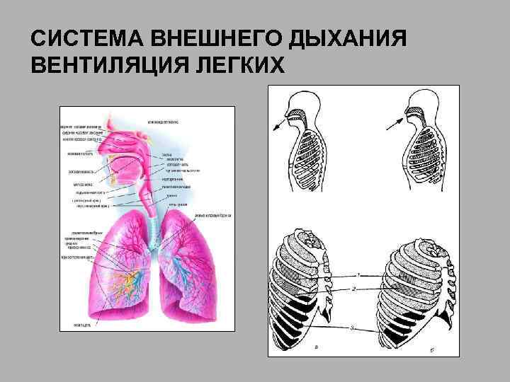 СИСТЕМА ВНЕШНЕГО ДЫХАНИЯ ВЕНТИЛЯЦИЯ ЛЕГКИХ 