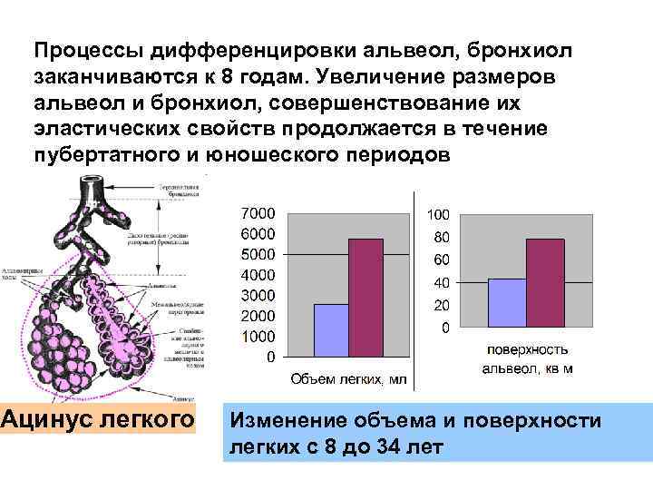 Процессы дифференцировки альвеол, бронхиол заканчиваются к 8 годам. Увеличение размеров альвеол и бронхиол, совершенствование