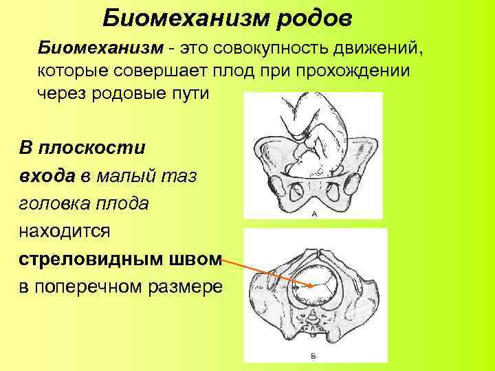 Размеры головки таза