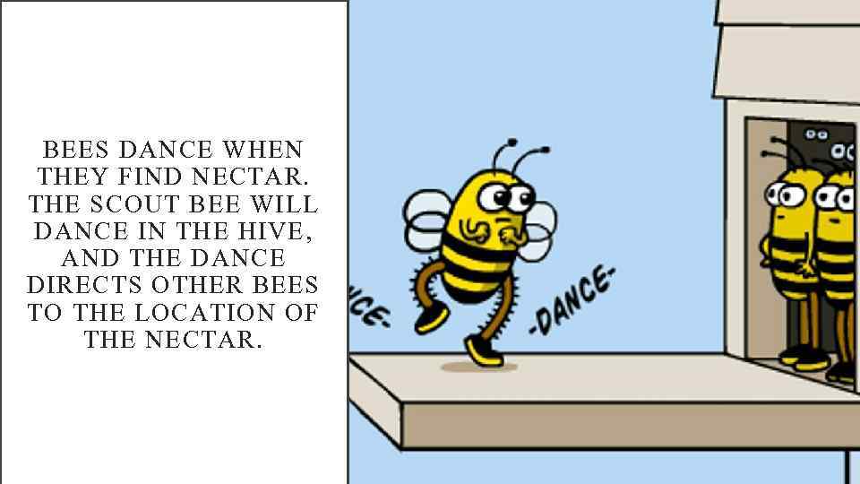 BEES DANCE WHEN THEY FIND NECTAR. THE SCOUT BEE WILL DANCE IN THE HIVE,