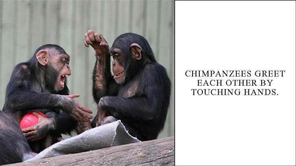 CHIMPANZEES GREET EACH OTHER BY TOUCHING HANDS. 
