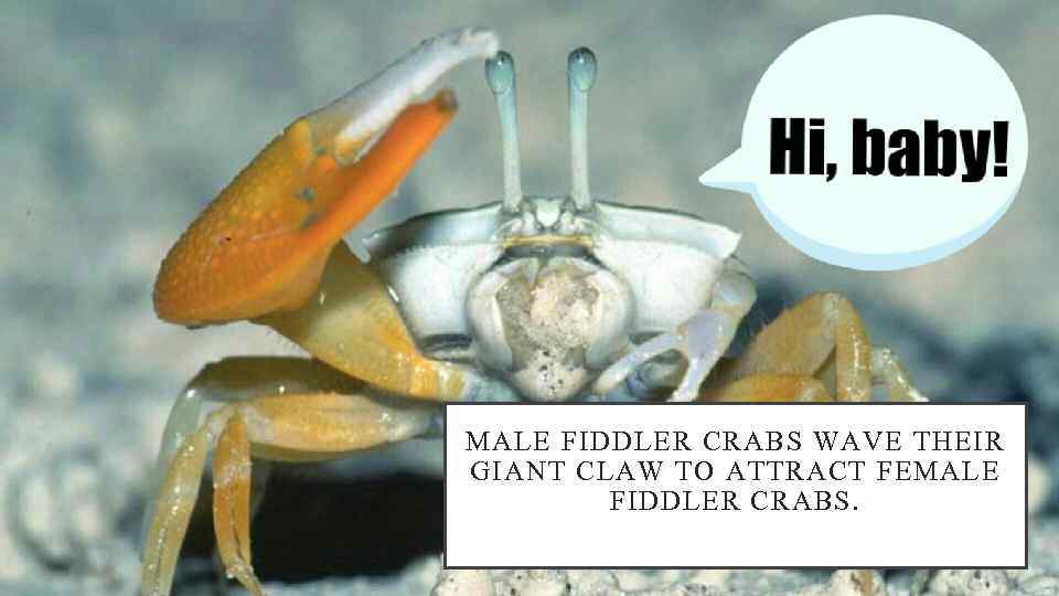 MALE FIDDLER CRABS WAVE THEIR GIANT CLAW TO ATTRACT FEMALE FIDDLER CRABS. 