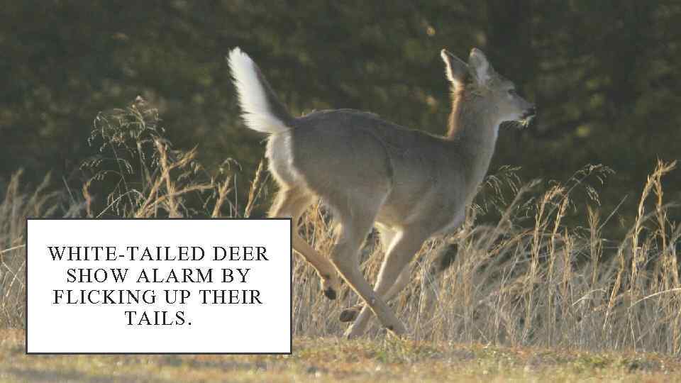 WHITE-TAILED DEER SHOW ALARM BY FLICKING UP THEIR TAILS. 