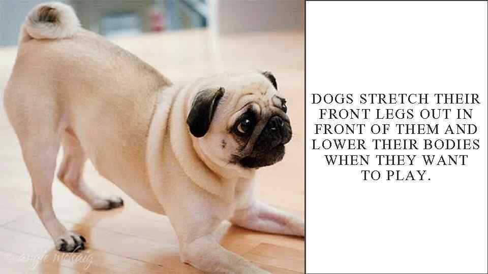 DOGS STRETCH THEIR FRONT LEGS OUT IN FRONT OF THEM AND LOWER THEIR BODIES