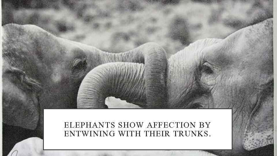ELEPHANTS SHOW AFFECTION BY ENTWINING WITH THEIR TRUNKS. 