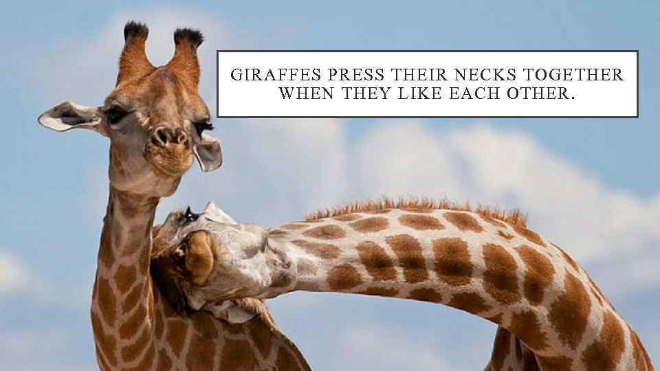 GIRAFFES PRESS THEIR NECKS TOGETHER WHEN THEY LIKE EACH OTHER. 