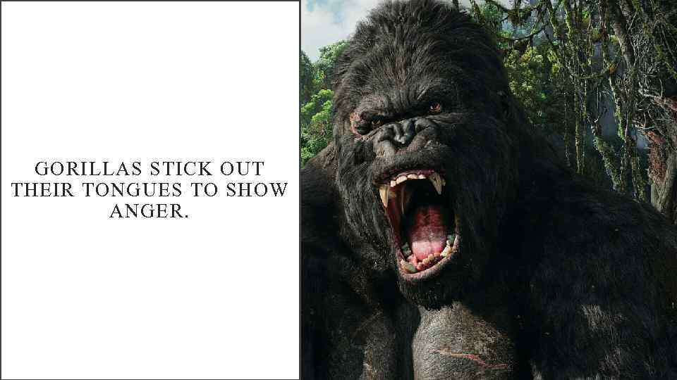 GORILLAS STICK OUT THEIR TONGUES TO SHOW ANGER. 