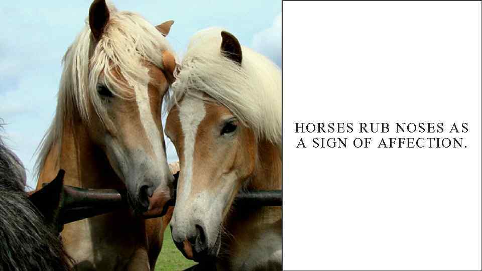 HORSES RUB NOSES AS A SIGN OF AFFECTION. 