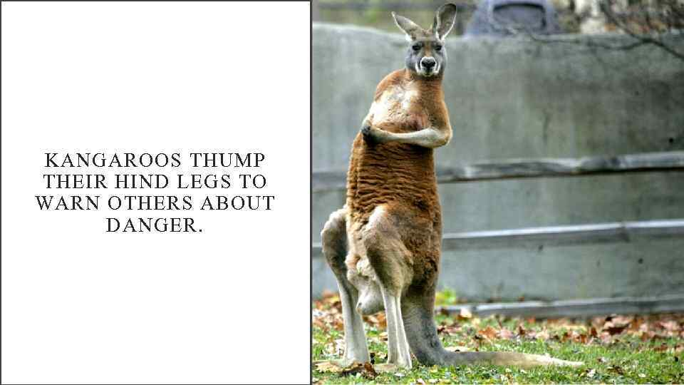 KANGAROOS THUMP THEIR HIND LEGS TO WARN OTHERS ABOUT DANGER. 