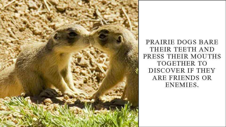 PRAIRIE DOGS BARE THEIR TEETH AND PRESS THEIR MOUTHS TOGETHER TO DISCOVER IF THEY