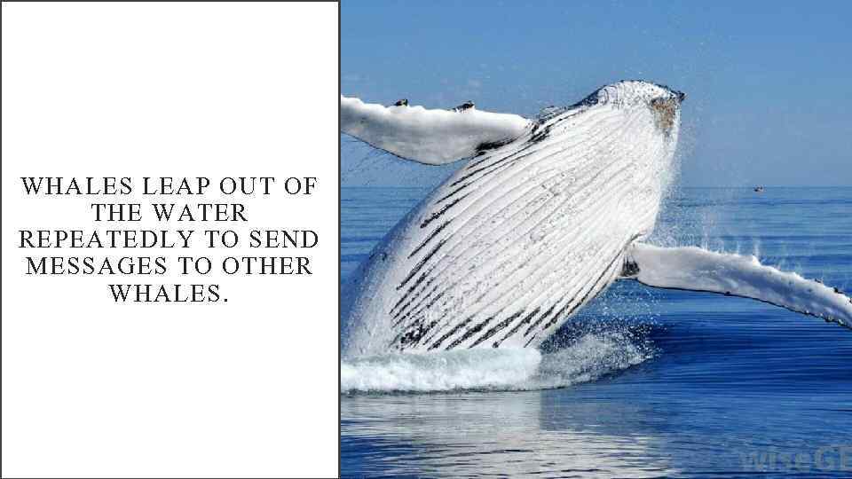 WHALES LEAP OUT OF THE WATER REPEATEDLY TO SEND MESSAGES TO OTHER WHALES. 