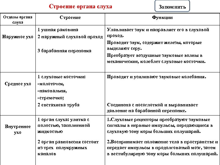 Строение органа слуха Отделы органа слуха Строение Запомнить Функции 1 ушная раковина Улавливает звук