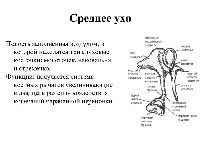 Среднее ухо Полость заполненная воздухом, в которой находятся три слуховые косточки: молоточек, наковальня и