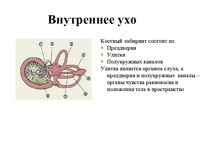 Внутреннее ухо Костный лабиринт состоит из: Преддверия Улитки Полукружных каналов Улитка является органом слуха,