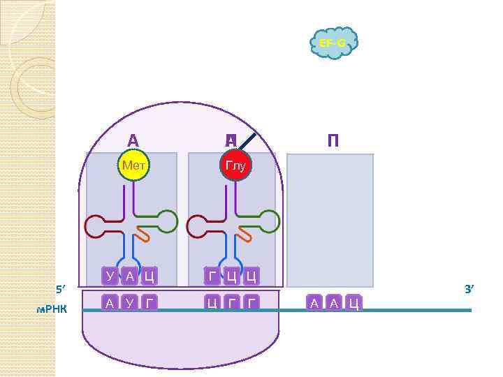 EF-G А А П П Мет 5’ м. РНК Глу У А Ц Г