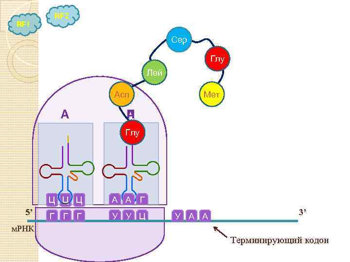 RF 2 RF 1 Сер Глу Лей Асп А Мет П А Глу Ц