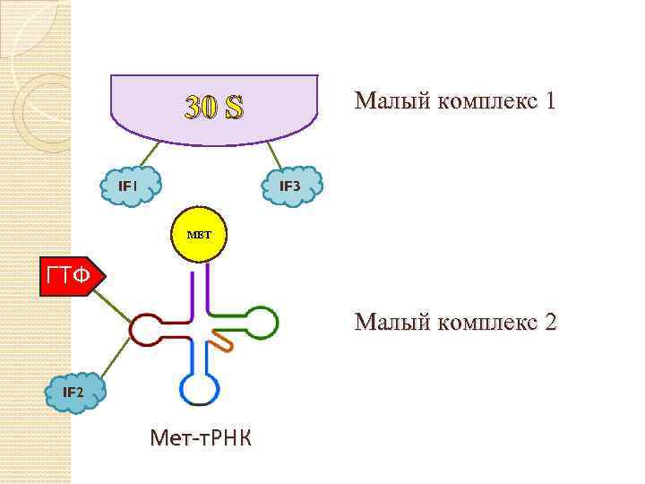 Малый комплекс 1 30 S IF 1 IF 3 МЕТ ГТФ Малый комплекс 2