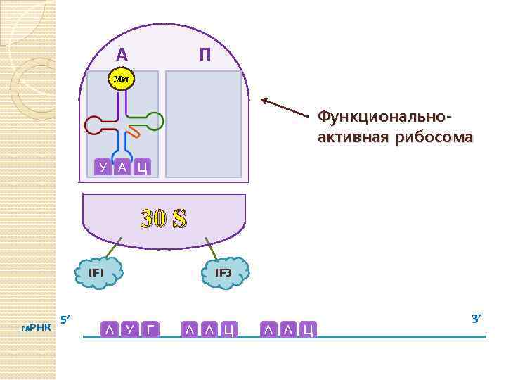 А П Мет Функциональноактивная рибосома У А Ц 30 S IF 1 м. РНК