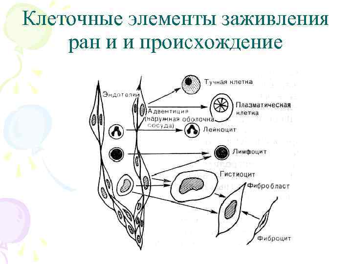 Клеточные элементы заживления ран и и происхождение 