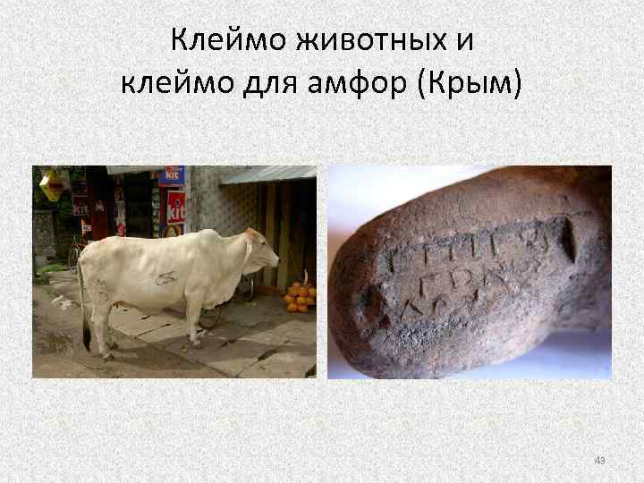 Клеймо животных и клеймо для амфор (Крым) 43 