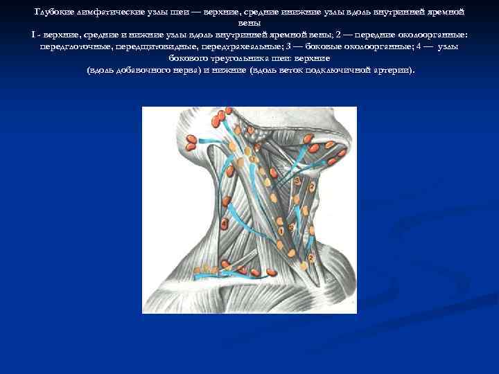 Глубокие лимфатические узлы шеи — верхние, средние инижние узлы вдоль внутринней яремной вены I