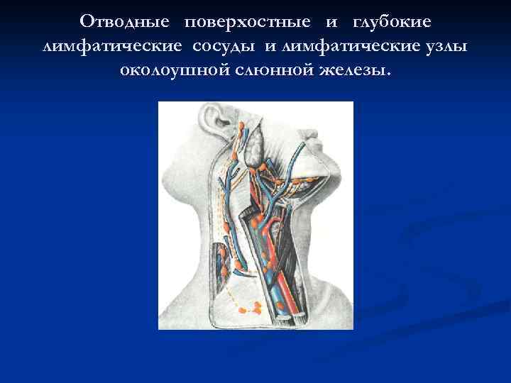 Отводные поверхостные и глубокие лимфатические сосуды и лимфатические узлы околоушной слюнной железы. 