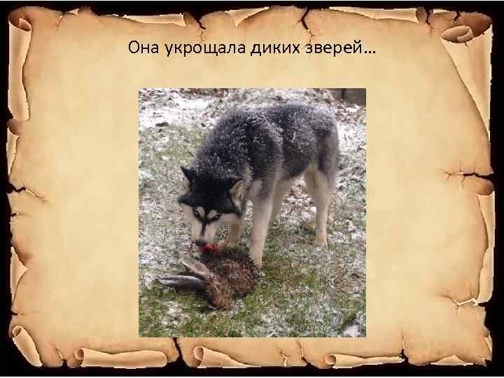 Она укрощала диких зверей… 