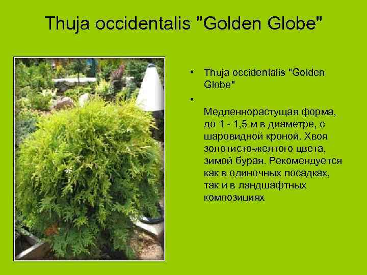 Thuja occidentalis "Golden Globe" • Медленнорастущая форма, до 1 - 1, 5 м в