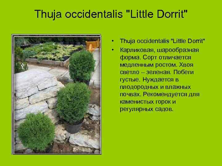 Thuja occidentalis "Little Dorrit" • Карликовая, шарообразная форма. Сорт отличается медленным ростом. Хвоя светло